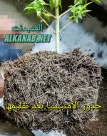 AddText_٠١-٢٣-١٠.١٩.٠٦.jpg