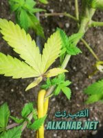 AddText_٠١-٢٣-١٠.١١.٤١.jpg