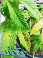 AddText_٠١-٢٣-١٠.٠٩.١١.jpg