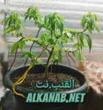 AddText_٠١-٢٣-١٠.٠٥.٠٩.jpg