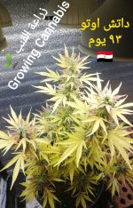 IMG_٢٠٢٤٠١٣١_١٥٣٥٥١.jpg