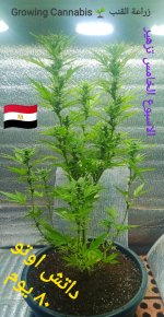 IMG_٢٠٢٤٠١٣١_١٢٠٤٤٩.jpg