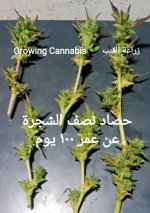 IMG_٢٠٢٤٠١٣١_١٥٥٩٠٩.jpg