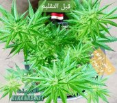 AddText_٠٢-٠٣-٠٢.٠٧.٥٥.jpg