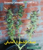 AddText_٠٢-٠٣-٠٢.٢٧.٣٢.jpg