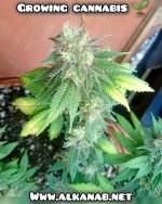 InShot_٢٠٢٤٠٢٠٤_٠٣٠٨٠٩١٢٢.jpg
