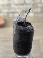 IMG_4799.jpeg