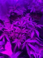 IMG_3747.jpeg
