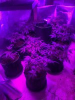 IMG_3745.jpeg