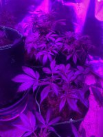 IMG_3748.jpeg