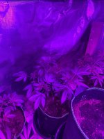 IMG_3749.jpeg