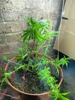 IMG20240228201251.jpg