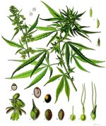 Cannabis_sativa_-_Köhler–s_Medizinal-Pflanzen-026.jpg