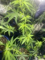 IMG_0668.jpeg
