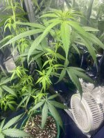IMG_0666.jpeg