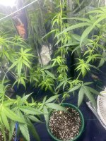 IMG_0665.jpeg