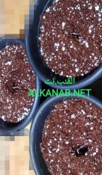 AddText_٠٣-١٢-١٢.٣٧.١٤.jpg