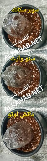 IMG_٢٠٢٤٠٣١٢_٠٢٤٨٢٧.jpg