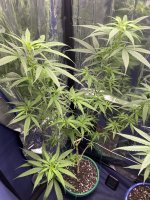 IMG_0753.jpeg