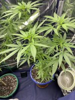 IMG_0752.jpeg