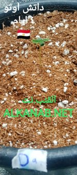 IMG_٢٠٢٤٠٣١٦_١٩١٦٠٥.jpg IMG_٢٠٢٤٠٣١٦_١٩١٦٠٥.jpg