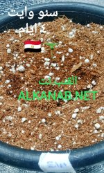 IMG_٢٠٢٤٠٣١٦_١٩١٢٣١.jpg IMG_٢٠٢٤٠٣١٦_١٩١٢٣١.jpg