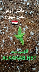 IMG_٢٠٢٤٠٣٢١_٠٢٣٥٠٧.jpg