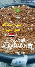 IMG_٢٠٢٤٠٣٢١_٠٢٢٦٤٥.jpg