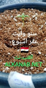 IMG_٢٠٢٤٠٣٢١_٠٢٣١٢٦.jpg
