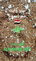 IMG_٢٠٢٤٠٣٢١_٠٢٣٢٤٦.jpg