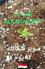 IMG_٢٠٢٤٠٣٢٤_٠٥٠٣٢٠.jpg