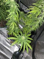 IMG_0974.jpeg
