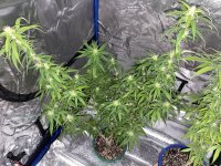 IMG_0964.jpeg