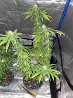 IMG_0961.jpeg
