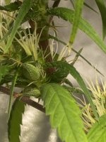 IMG_1105.jpeg
