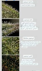 Screenshot_٢٠٢٤٠٤١٤_٢٢٥٨٠٤_Gallery.jpg