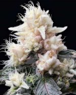 Cannabis-albino-by-the-genetics-.jpg Cannabis-albino-by-the-genetics-.jpg